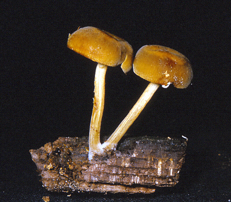 Ramicola centunculus var. luxurians Romagn. 