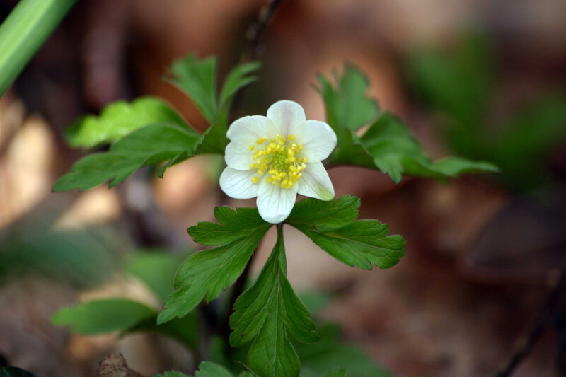 Photo-fleur-anémone des bois