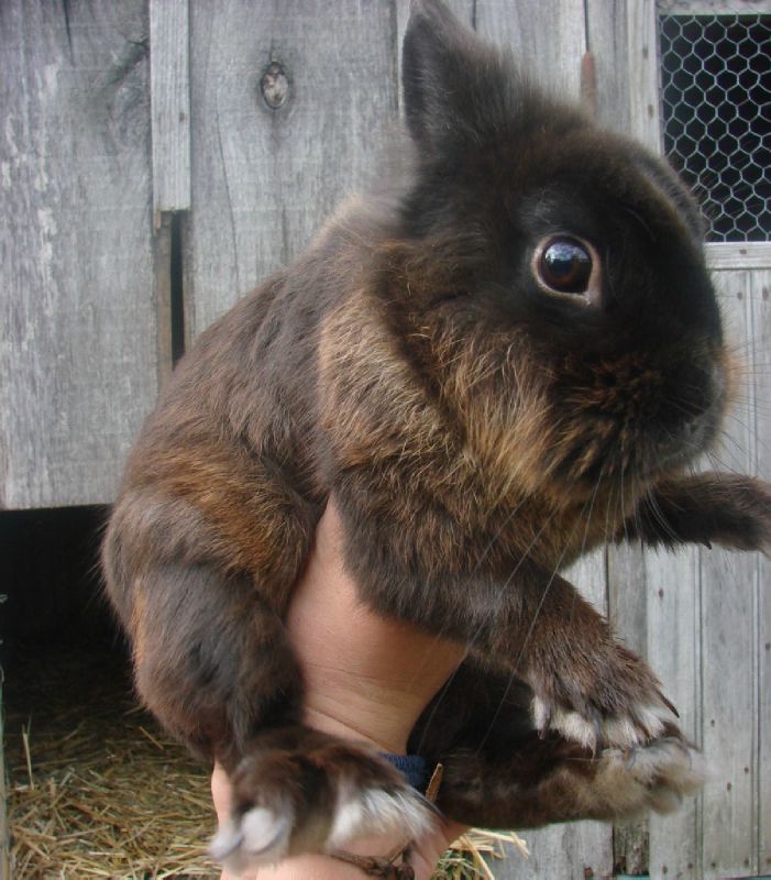 lapin 6