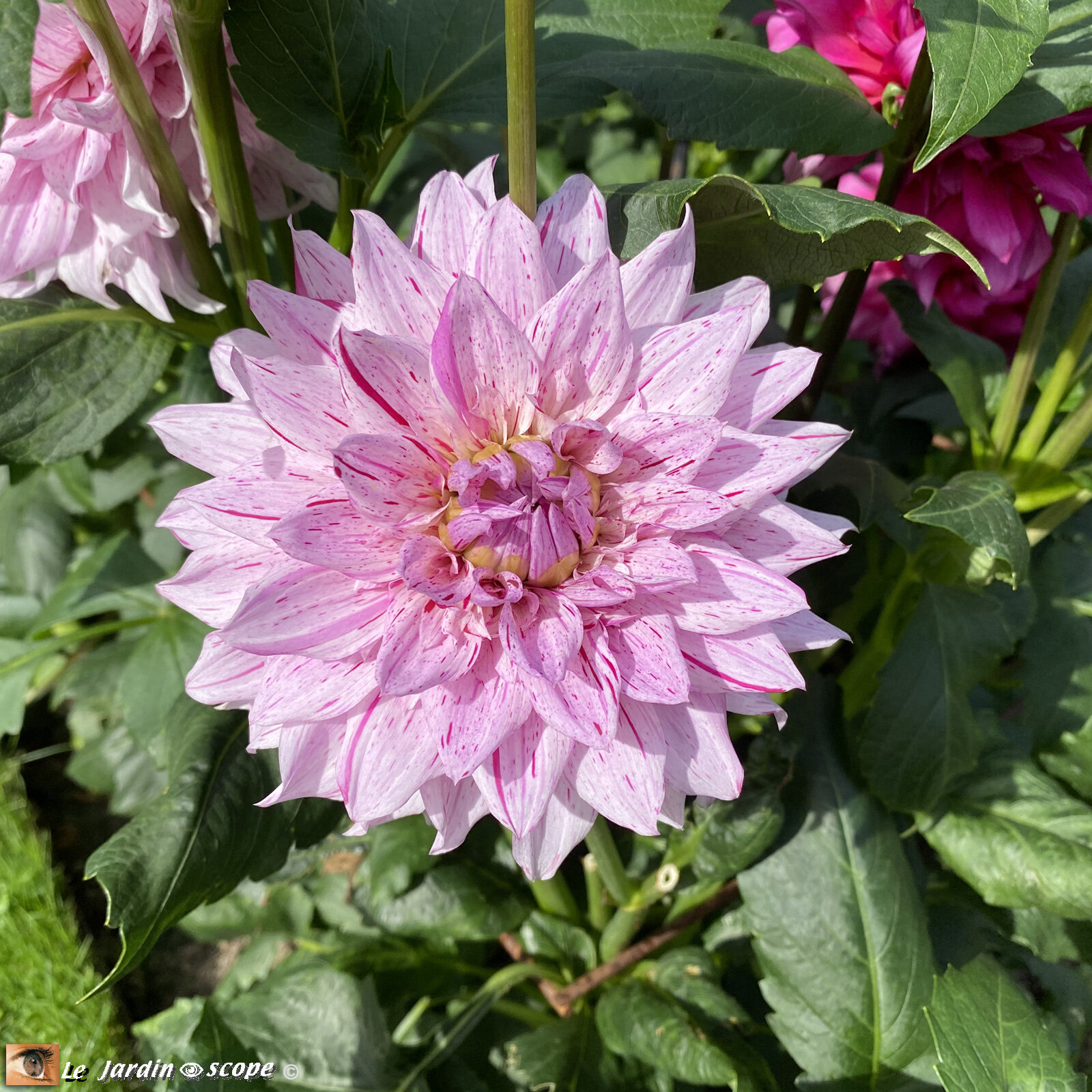 Dahlia-Sierra