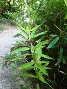 93-Chaume et feuilles Shibataea kumasaca
