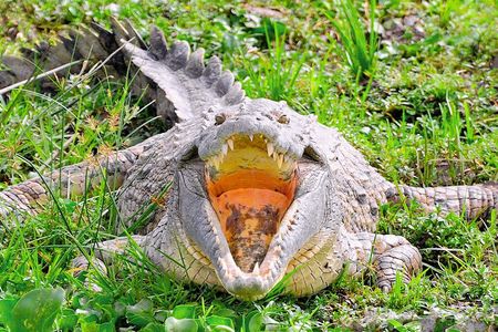 Crocodile du Nil, parc de Murchinson Falls, Ouganda (2)