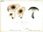 213 Tricholoma terreum ssp scalpturatum murinaceum b
