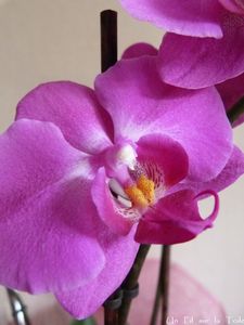 orchid_e_f_te_des_m_res_2