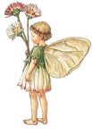 fairypaquerette