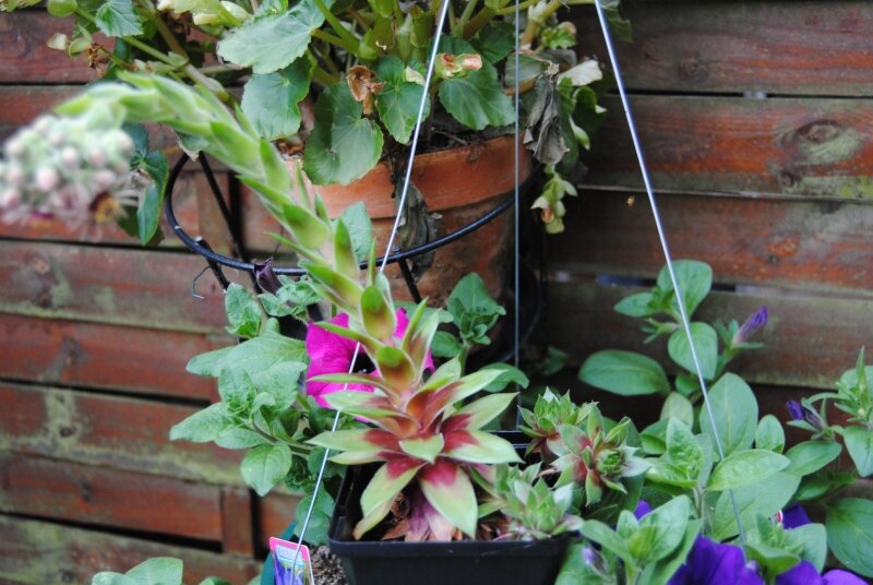 plante grasse choux