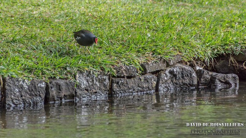 Gallinule Poule-d'Eau (Gallinula Chloropus) 
