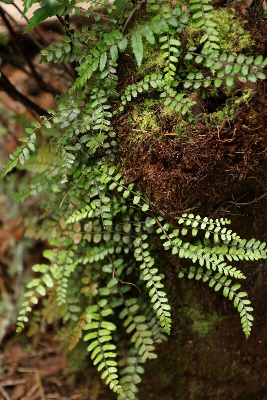 4W7A7964 Rotorua - Redwoods forest
