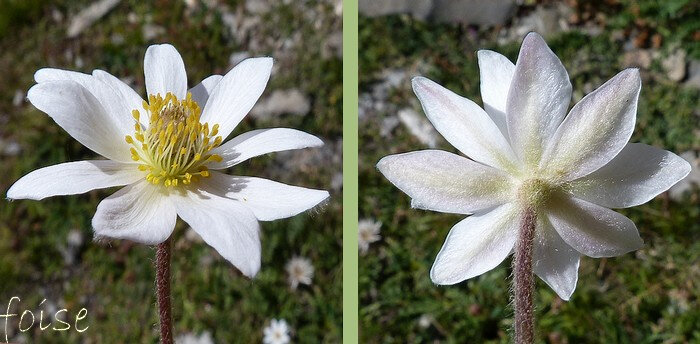 fleur solitaire blanche corolle de 2,5 à 4 cm 8-10 tépales parfois davantage velus à l'extérieur