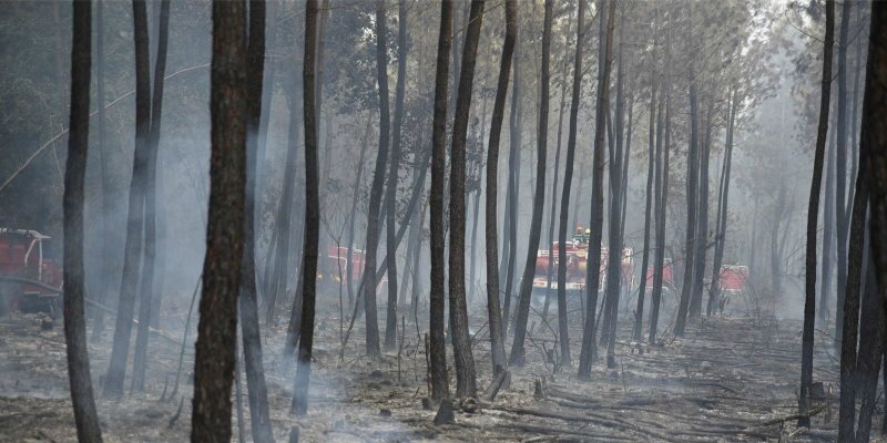 La forêt a souffert de l'incendie à Médillac