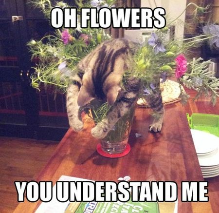 cat-cute-flowers-funny-Favim