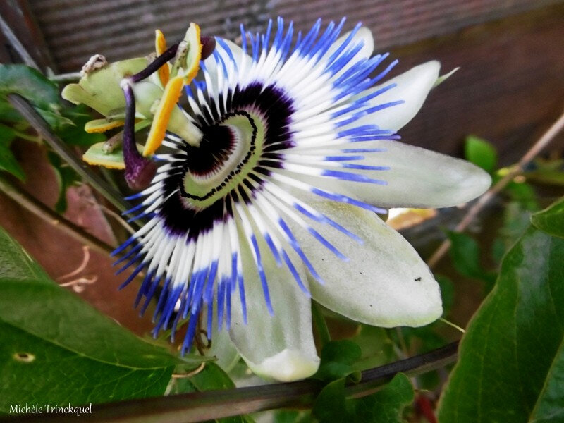 Fleurs de Léon 070718