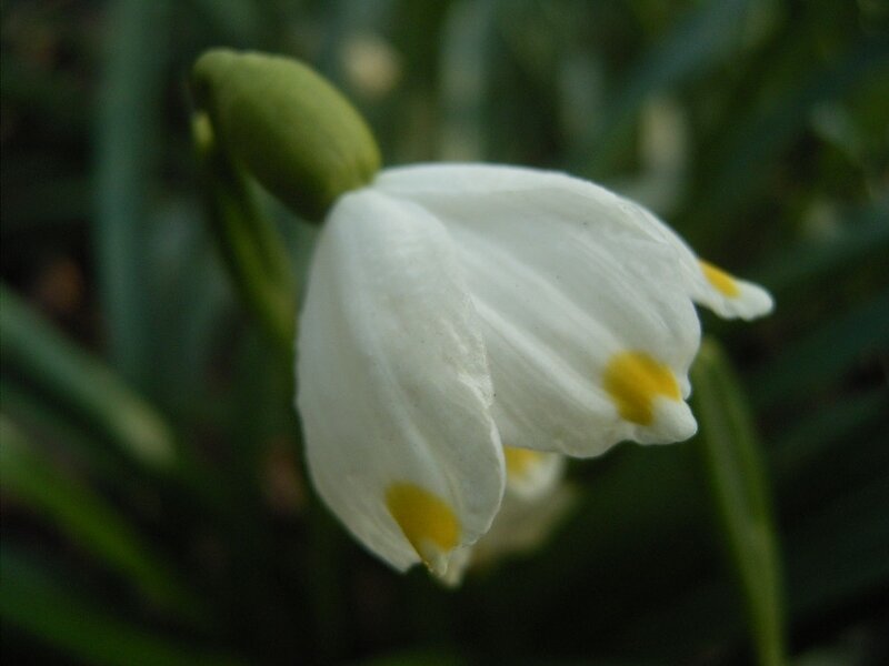 galanthusLeucojum-vernum-flower2
