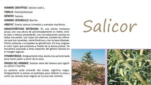 Salicor (1)