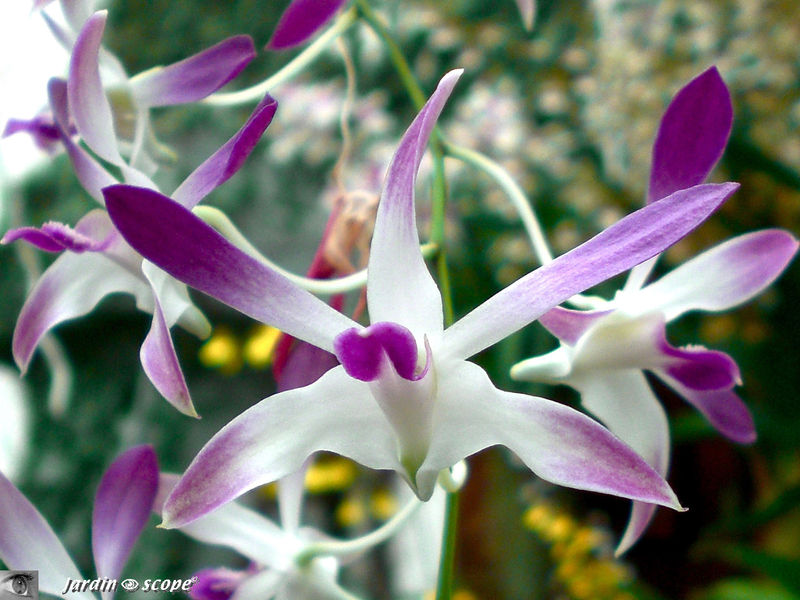 Exposition d'Orchidées 2009