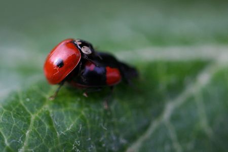 coccinelle_2010__4_