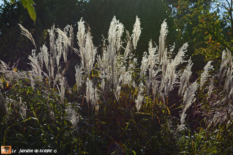 Miscanthus-sp-2