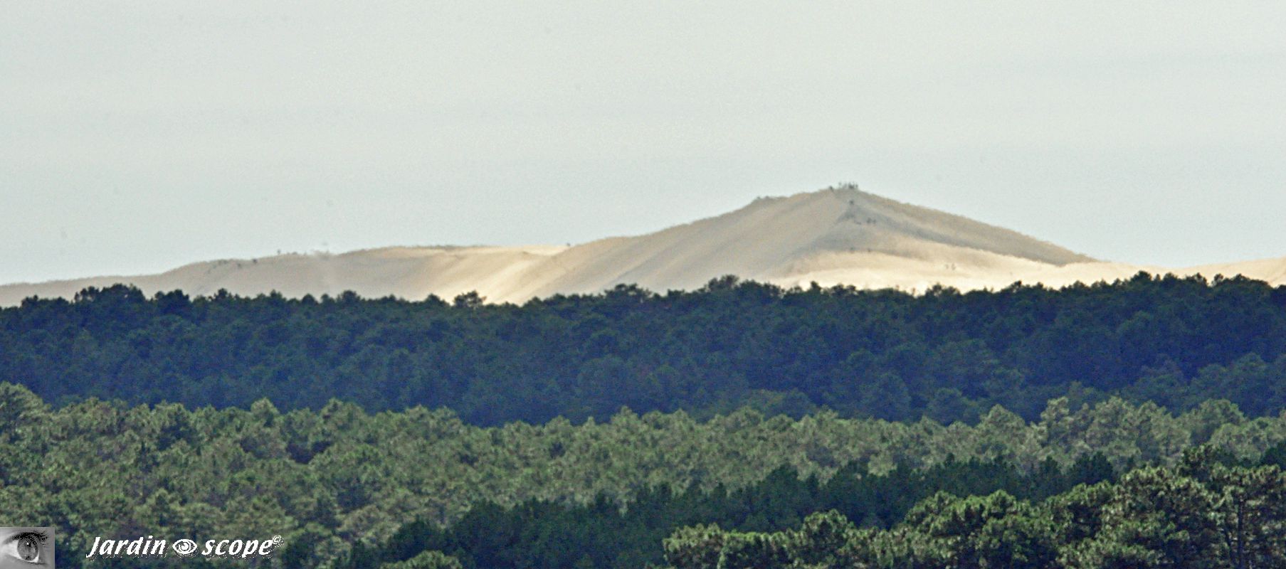 La Dune du Pilat vue par dessus les pins