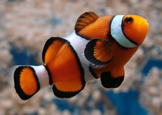 poissons_5