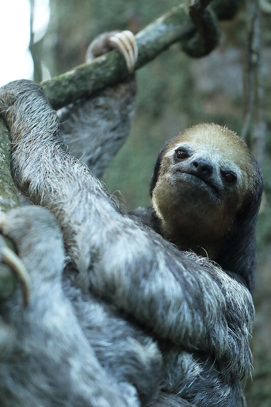 Bradypus tridactylus