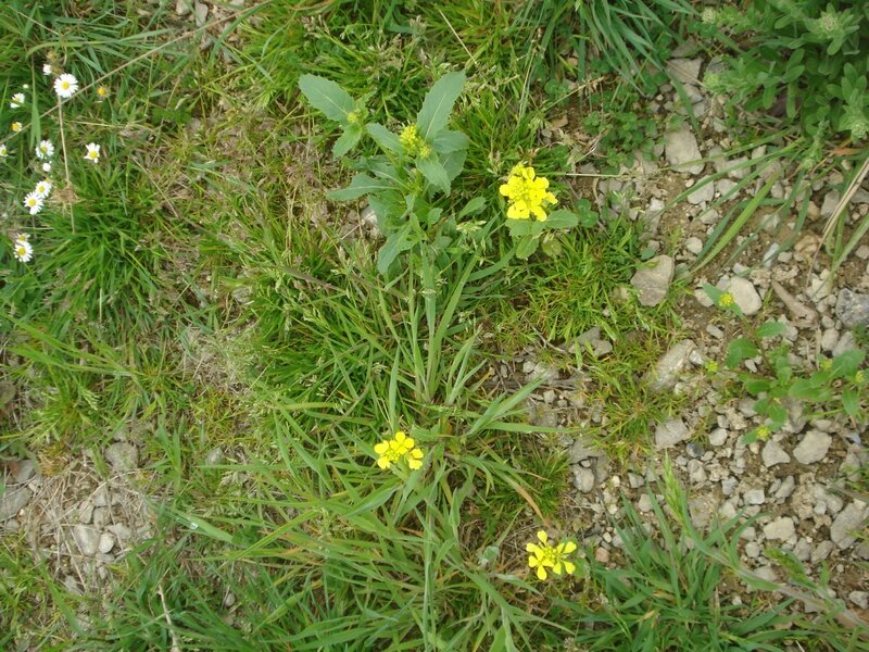 DSC06607