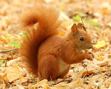 Red_Squirrel_-_Lazienki