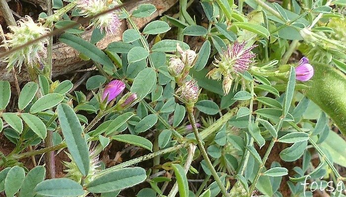 fleurs purpurines, très petites