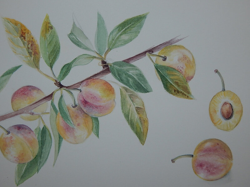 Aquarelle C-Delhom