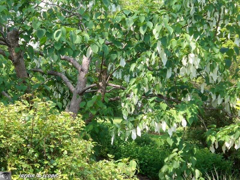 Arbre aux mouchoirs - Davidia involucrata