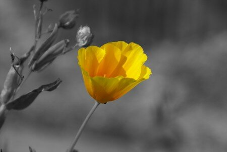Fleur_jaune_001_desat