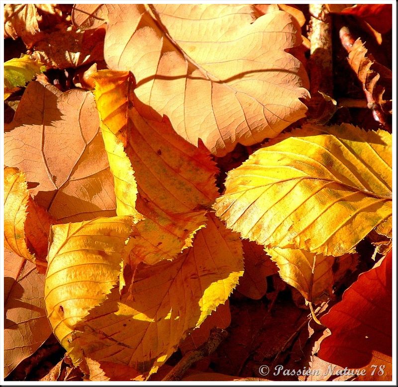 La forêt aux couleurs d'automne (23)