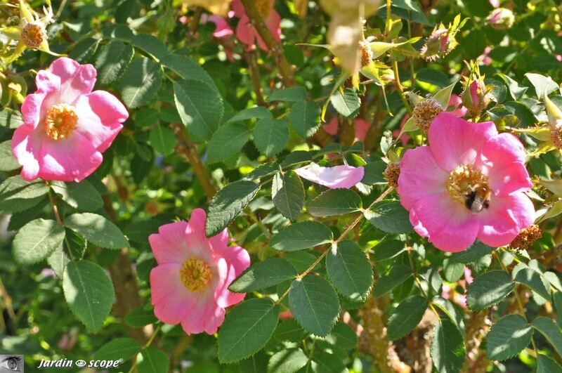 Rosier grimpant Suzon