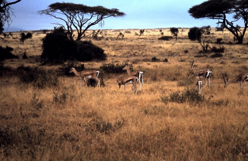 amboseli gazelle aa