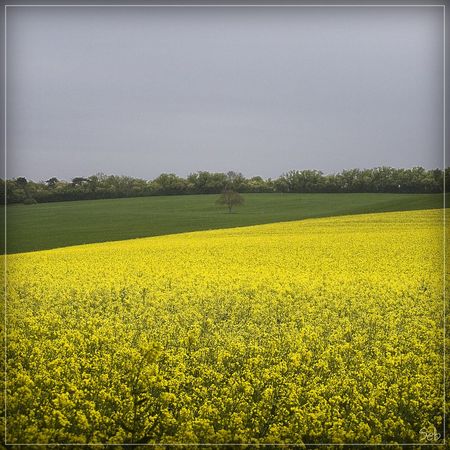 Colza sous l'orage - Bissy sous Uxelles - 2012