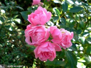 Roses délicates non identifiées
