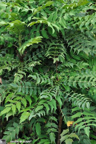 Mahonia x media Winter sun