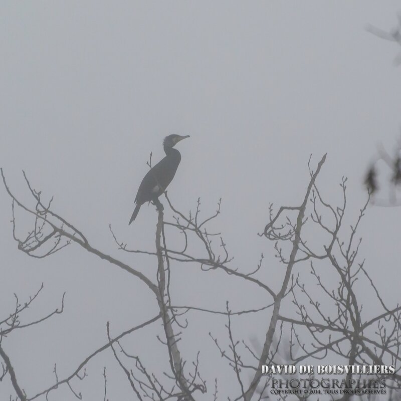 Grand Cormoran (Phalacrocorax carbo - Great Cormorant)