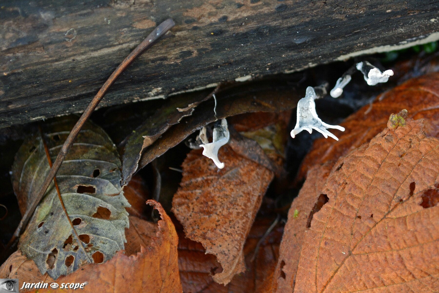 Xylaire du bois • Xylaria hypoxylon