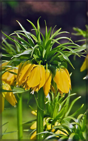 Lutea