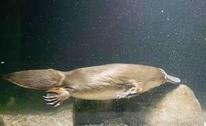 platypus