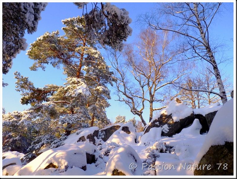 Balade dans la neige en forêt de Rambouillet