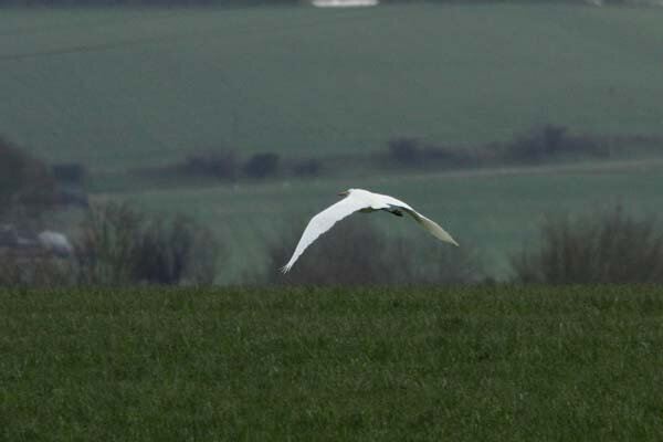 aigrette-b