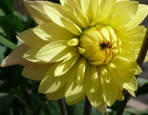 fleur 2