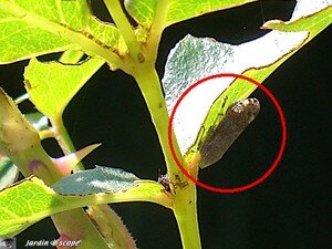 Cicadelle sp. sous une feuille de dahlia