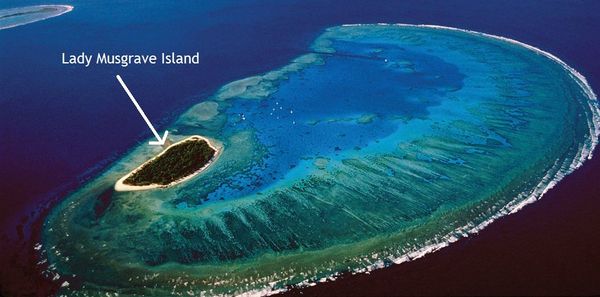 Lady-Musgrave-Island