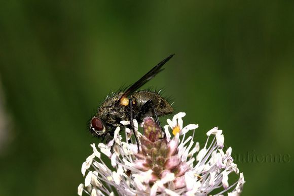 Macrophotographie-Nature-Insecte-Diptere-Mouche