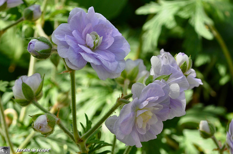 Le Géranium vivace 'Pratense summer skies'  très apprécié