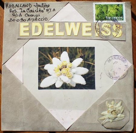 Edelweiss_par_Sandrine