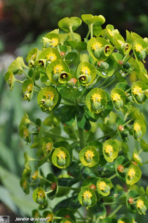 Euphorbe de Corse • Euphorbia characias
