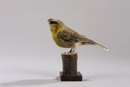 Canari_gloster_NR_bagu_